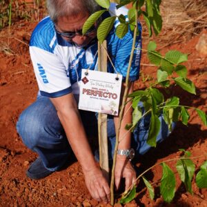 TREE PLANTING (3)